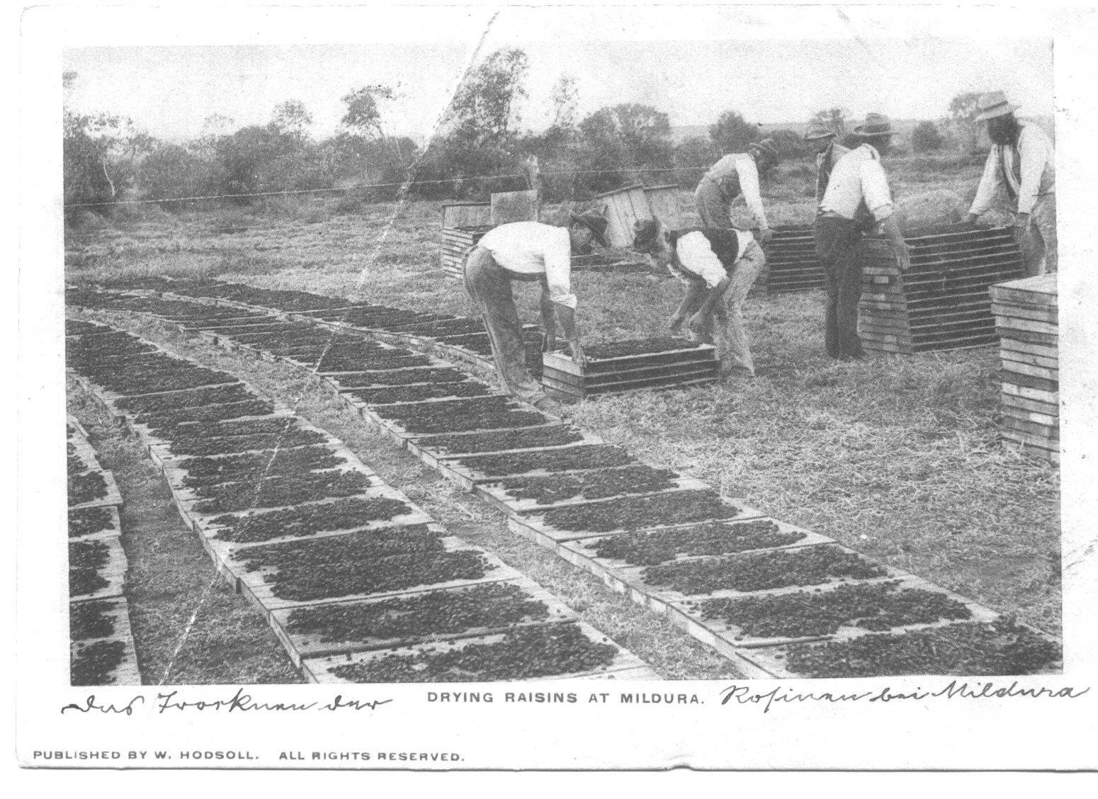 Drying Raisins, Mildura.