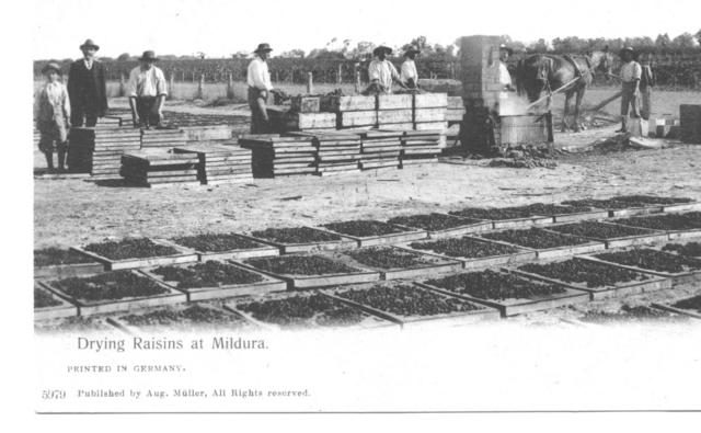 Drying Raisins Mildura.