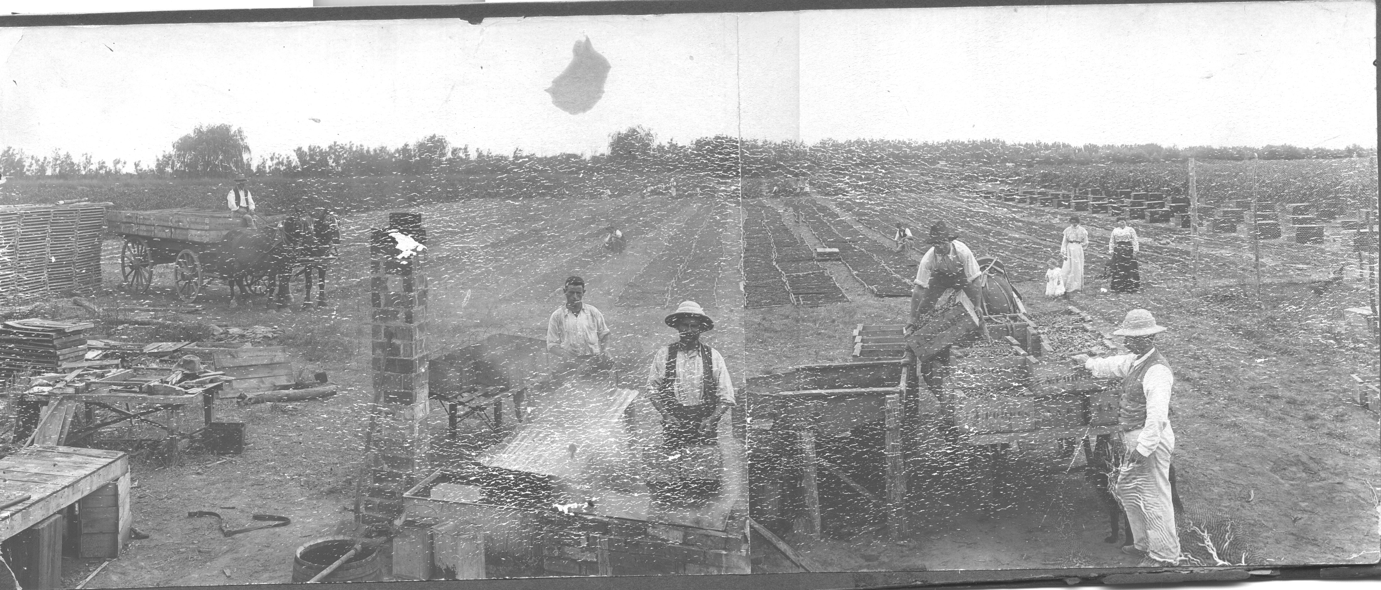 Dipping Fruit, MIldura.