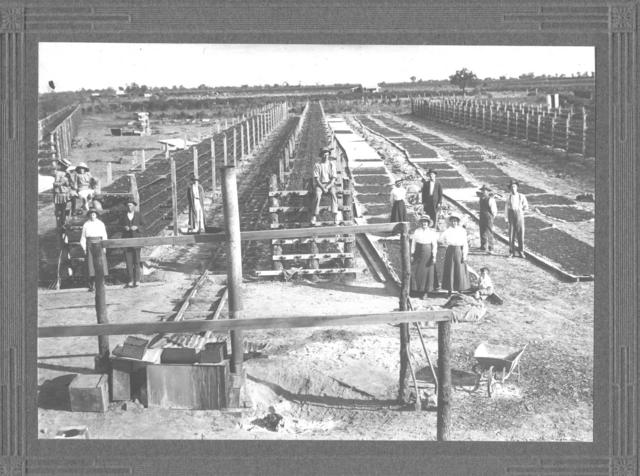 Fruit Drying Racks, Mildura.