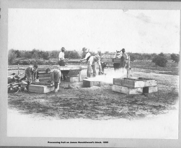 Processing fruit on James Henshilwood's Block, Mildura.