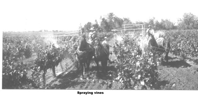 Spraying Vines Mildura.