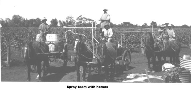 Spraying Vines, Spray Team with horses, Mildura
