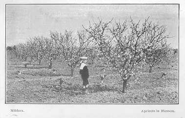 Apricots in blossom, Mildura.