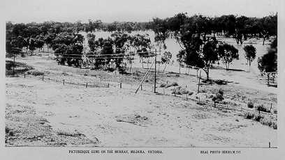 Gum trees on the banks of the Murray River, Mildura.