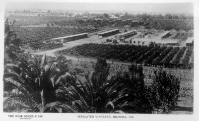 Irrigated vineyard Mildura