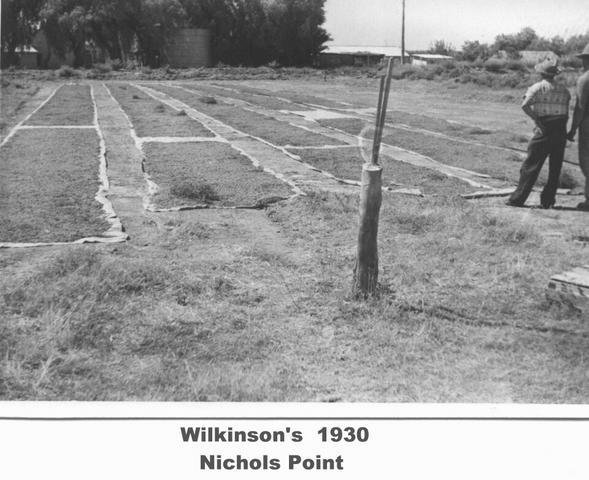 Wilkinson's vineyard, Mildura