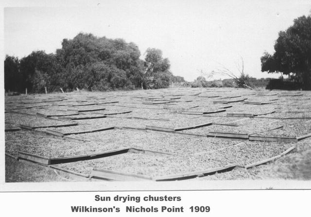 Sun drying clusters, Wilkinson's, Mildura.