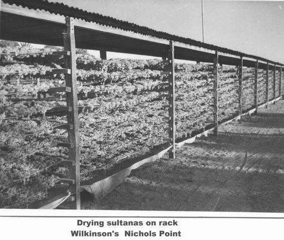 Drying sultanas on rack, Wilkinson's, Mildura.