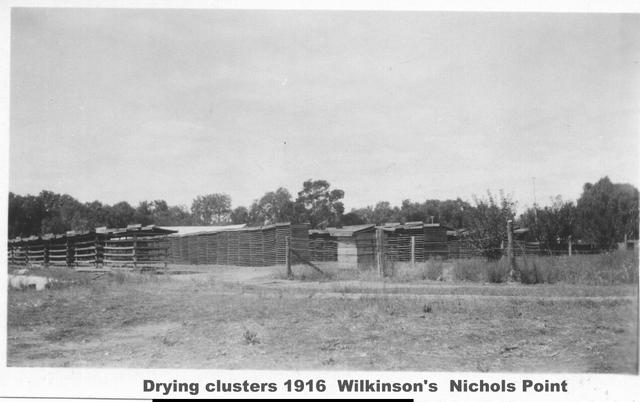 Drying clusters, Wilkinson's, Mildura.