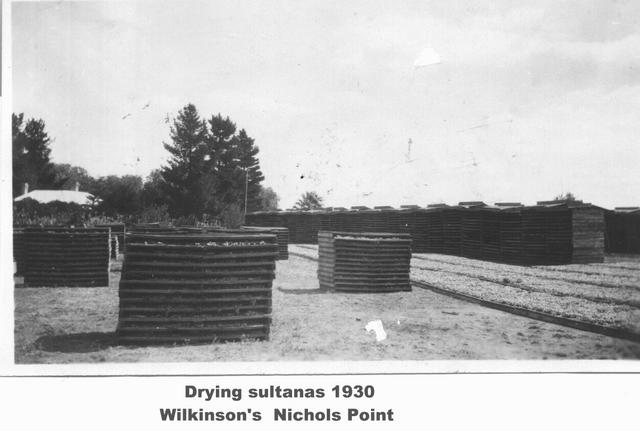 Drying sultanas, Wilkinson's, Mildura.