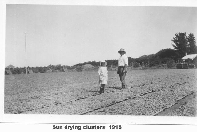 Sun drying clusters, Mildura.