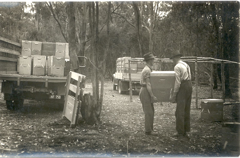 Apiarists collecting hives