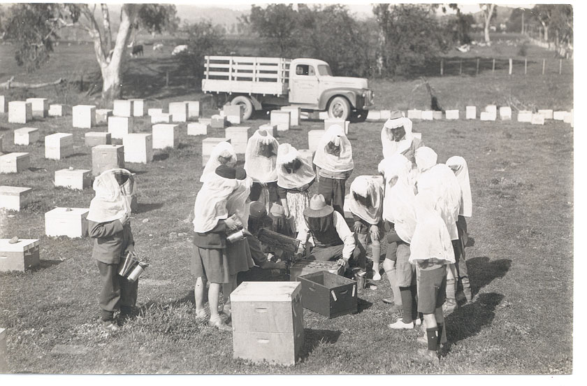 Beehives in Alexandra District