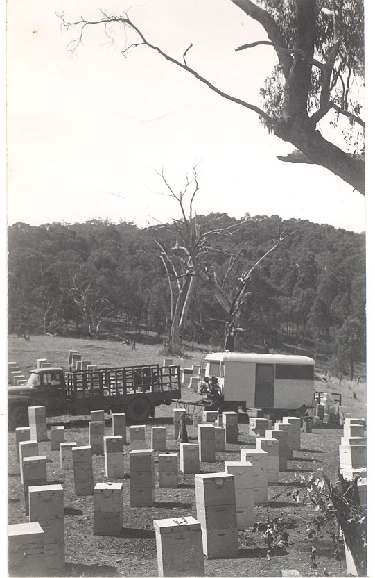 Apiarists viewing hives, Alexandra District