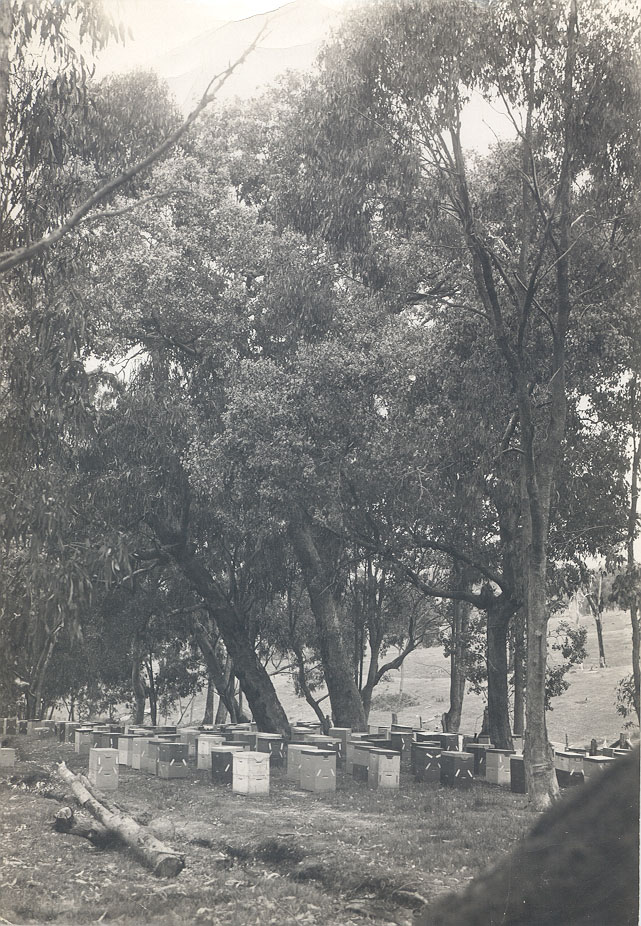 Beehives, Alexandra District.