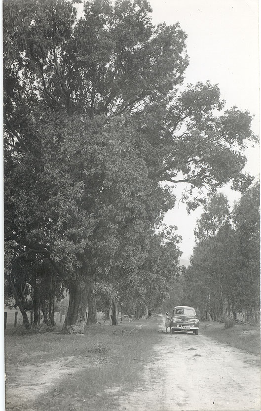 Ford car, Alexandra