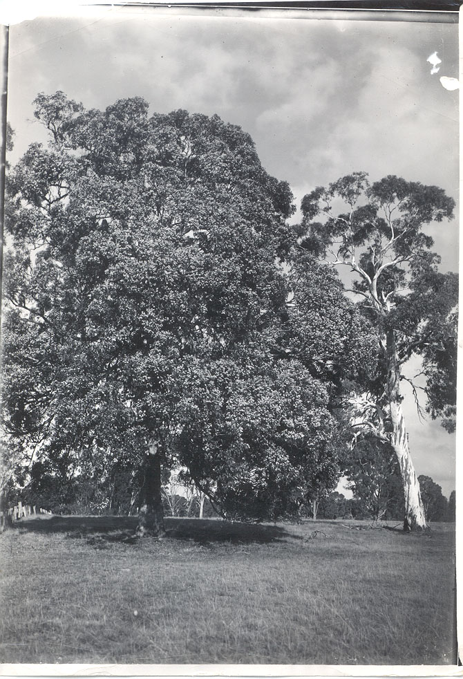 Oak and eucalypt, Alexandra District