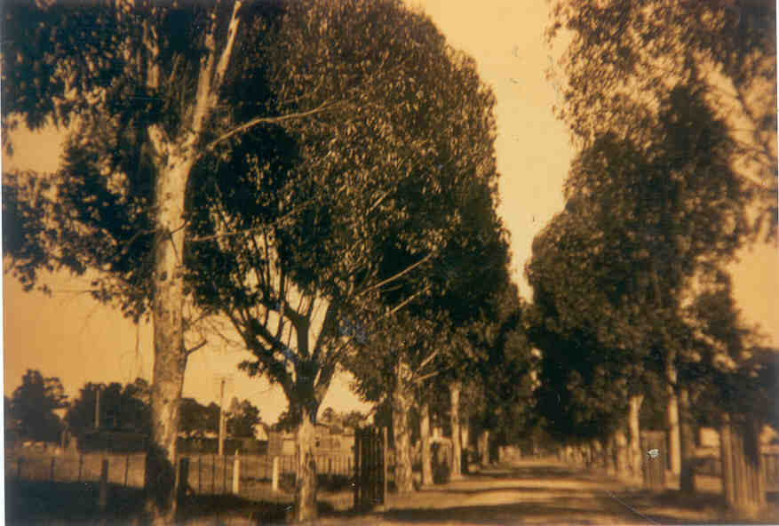Main road, Yea