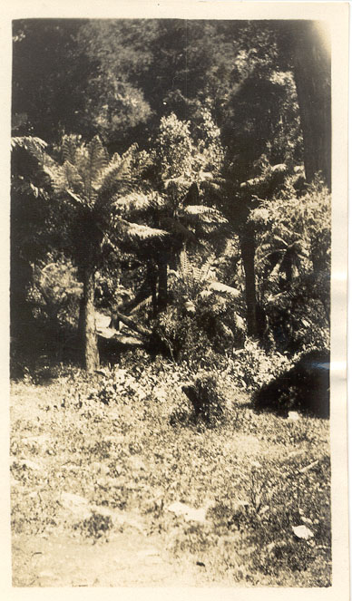 Picnic ground, Keppel falls.
