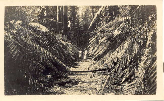 Track to Cora Lynn falls, Marysville
