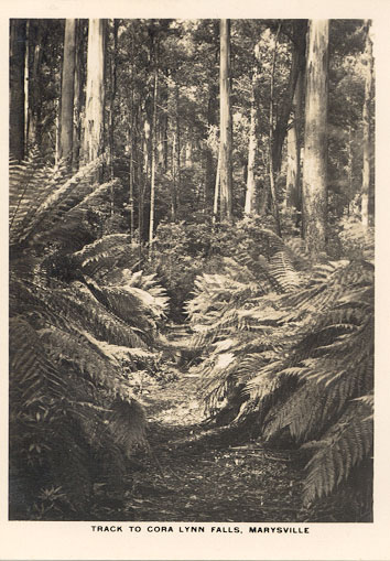 Track to Cora Lynn falls, Marysville