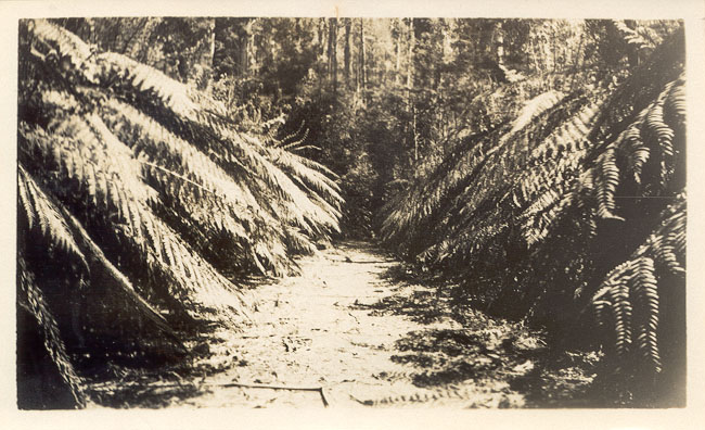 Track to Cora Lynn falls, Marysville