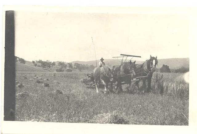 Reaper and binder. Crystal Creek.