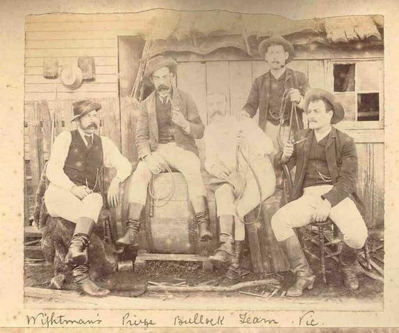 Wightman's prize bullock team. Vic.