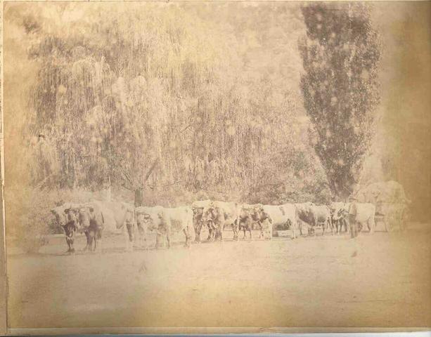 Bullock team and wagon