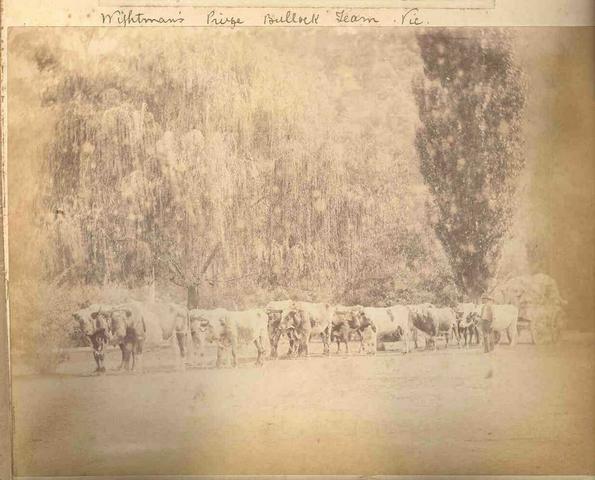 Whiteman's bullock team