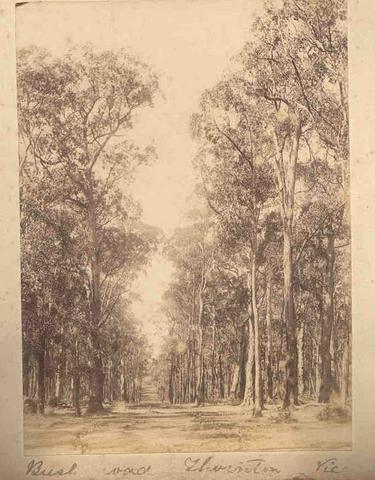 Bush road. Thornton. Vic.