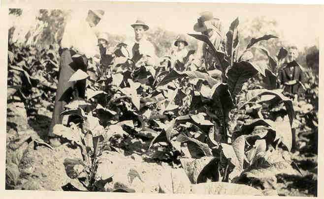 Tobacco crop. Yea