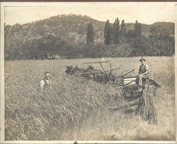 Harvesting at 'Woodlands' Eildon