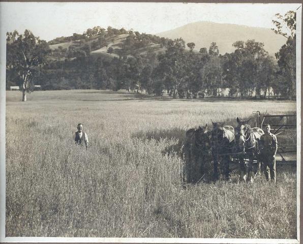 Harvesting at 'Woodlands' Eildon