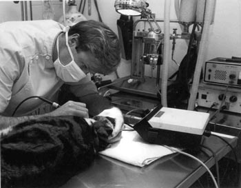 Veterinarian operating on a cat