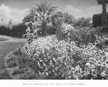 [Mayor and Mayoress Harvey in the Prahran Gardens]
