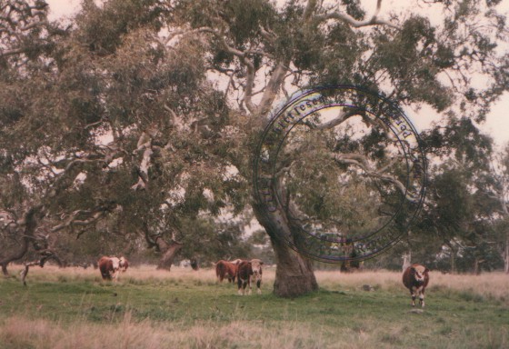 Cattle around a river red gum.