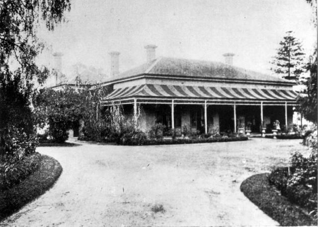 'Mikado' from the driveway