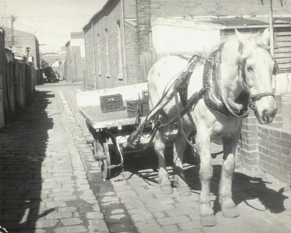 Silver, Mr Collins' horse.