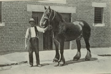 Royal Agricultural Society Show, draughthorses