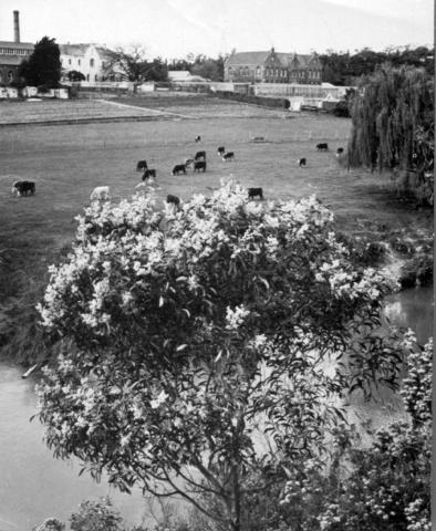 Convent of the Good Shepherd from the Yarra