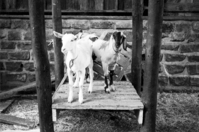 Collingwood farm