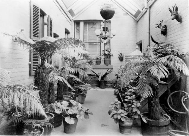 12 North Terrace - fernery