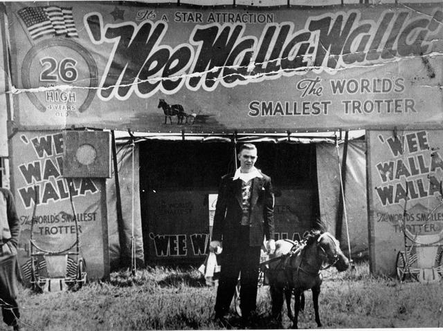 Wee Walla Walla - the world's smallest trotter